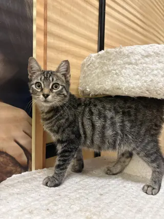 Squeaky