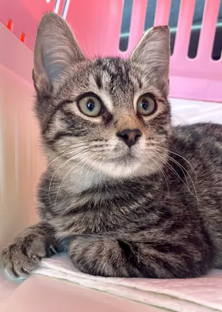 Squeaky