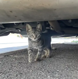 Squeaky