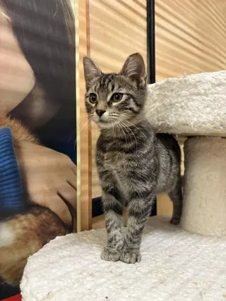 Squeaky