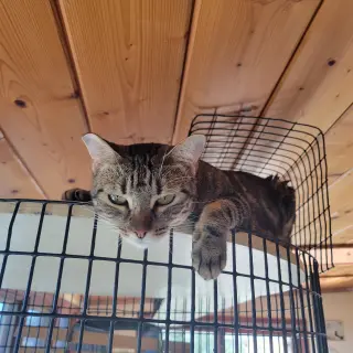 Xena, the Warrior Princess