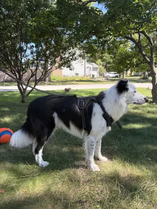 Oliver (a courtesy listing in Glenview IL)