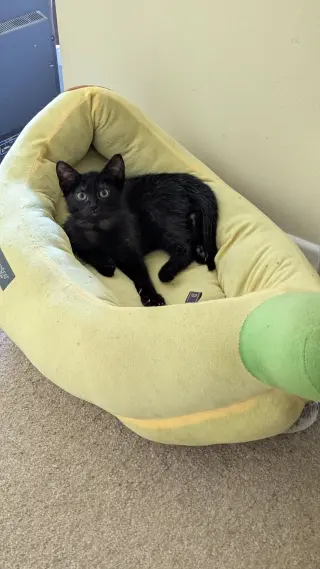 Panza