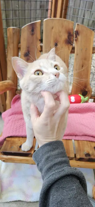 CHOWDER #20405 - Cats in the City