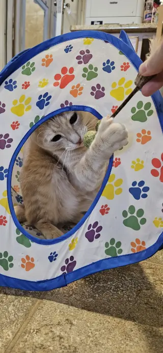 CHOWDER #20405 - Cats in the City