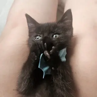 William Beans