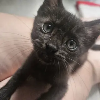 William Beans