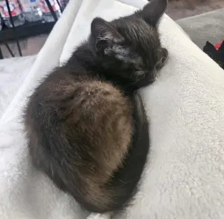 William Beans