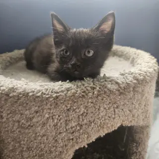 William Beans