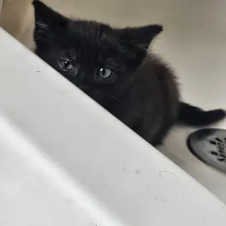 William Beans