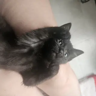 William Beans