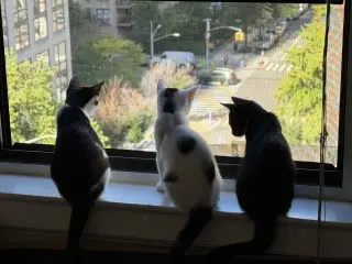 Minnow, Polliwog, Dalmatian Molly