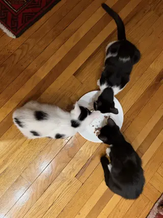 Minnow, Polliwog, Dalmatian Molly
