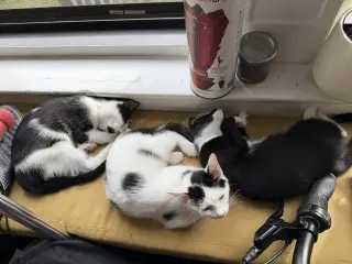 Minnow, Polliwog, Dalmatian Molly
