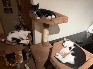Minnow, Polliwog, Dalmatian Molly