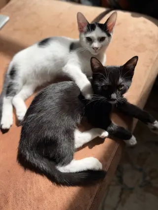 Minnow, Polliwog, Dalmatian Molly