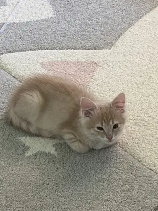 Elmo