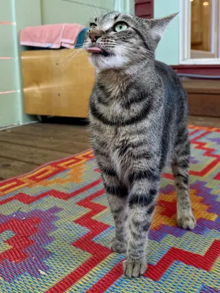 SASHA #20404- Cats in the City