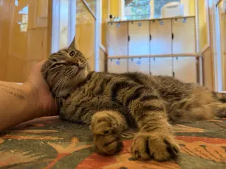 SASHA #20404- Cats in the City