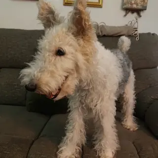 Zoey