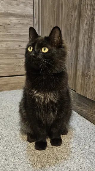 JELLY & MUFFIN - Cat's in the City - Bonded pair