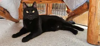 JELLY & MUFFIN - Cat's in the City - Bonded pair