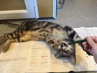 Samson #10402 - Cat's in the City