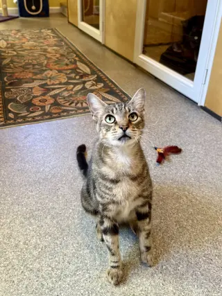 Samson #10402 - Cat's in the City