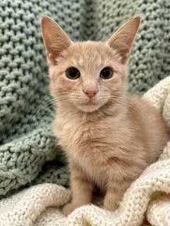 KITTEN DUSTY