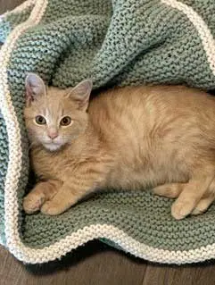 KITTEN DUSTY