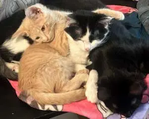 KITTEN DUSTY