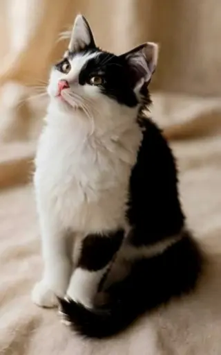 KITTEN POLLY