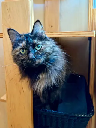 Minnie - Cat's in the City - Senior Tortie