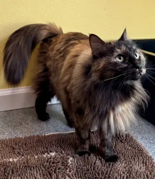 Minnie - Cat's in the City - Senior Tortie