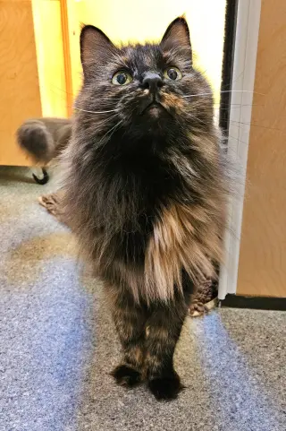 Minnie - Cat's in the City - Senior Tortie
