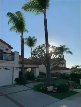 Alex Tree Services