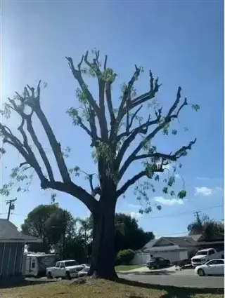 Alex Tree Services