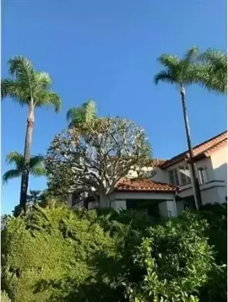 Alex Tree Services