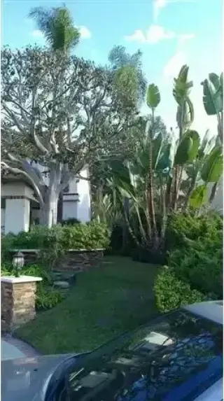 Alex Tree Services