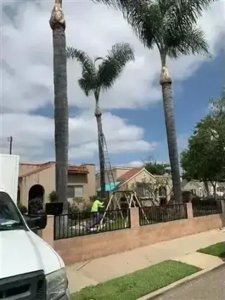 Alex Tree Services