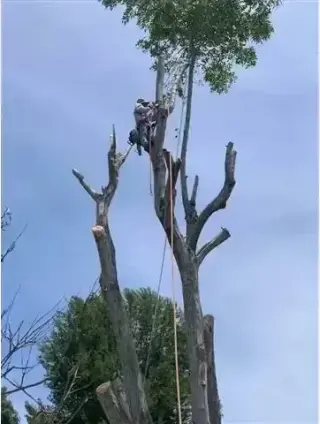 Alex Tree Services