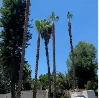Alex Tree Services