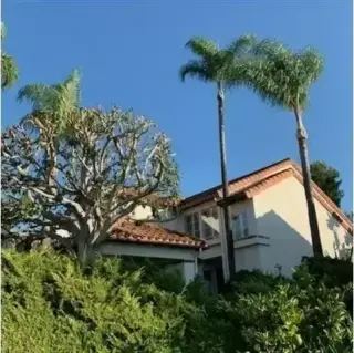 Alex Tree Services