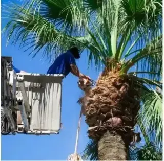 Alex Tree Services