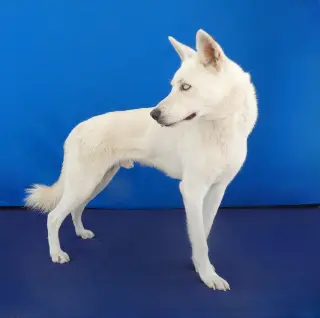 KOBE
