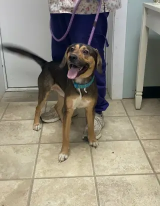 Harley