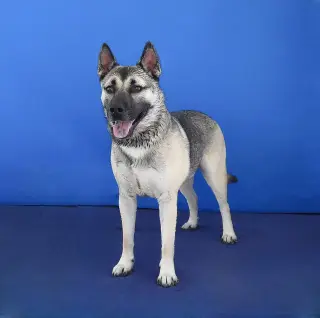 AXEL