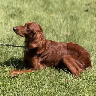 Lady