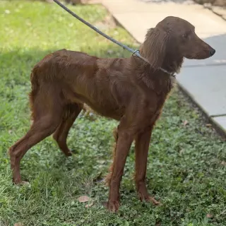 Lady