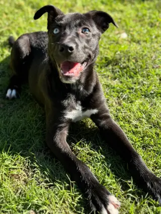 Scooby